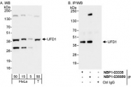 NBP1-03339 - UFD1L
