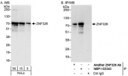 NBP1-03343 - ZNF326