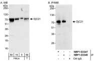 NBP1-03347 - DNAJC21 / DNAJA5