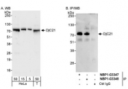 NBP1-03348 - DNAJC21 / DNAJA5