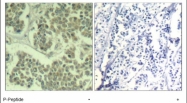 NBP1-04963 - EIF2A / EIF2S1