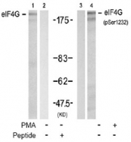 NBP1-04965 - EIF4G1 / EIF4F