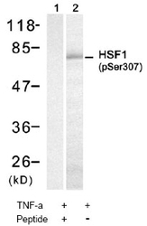 NBP1-04972 - Heat shock factor 1 / HSF1