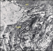 NB600-883 - Laminin