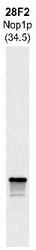 NBP1-05223 - FBL