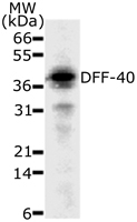 NB120-13592 - DFFB / CAD