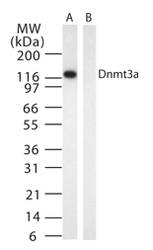 NB120-13888 - DNMT3A
