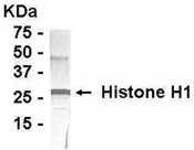 NB300-373 - Histone H1.0