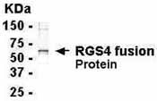 NB120-14264 - RGS4