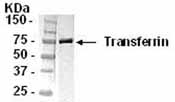 NB300-340 - Transferrin
