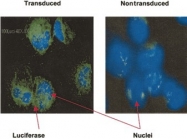 NB600-307 - Luciferase