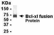 NB120-17700 - Bcl-2-like 1