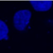 NB500-554 - DYKDDDDK Epitope Tag