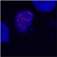 NB500-554 - DYKDDDDK Epitope Tag