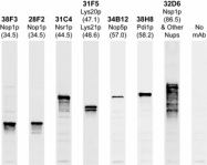 NB300-269 - FBL