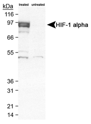NB100-905 - HIF1A / HIF1 alpha