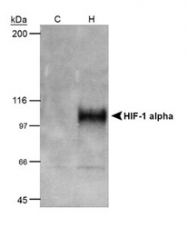 NB100-905 - HIF1A / HIF1 alpha