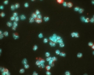 NB100-905 - HIF1A / HIF1 alpha