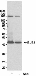 NB100-919 - BUB3