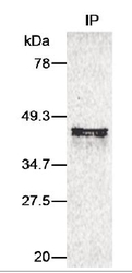 NB100-917 - Aurora kinase A