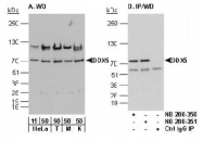 NB100-924 - DDX5