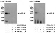 NB500-264 - DOCK9