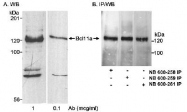 NB100-948 - Bcl-11A