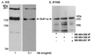 NB100-948 - Bcl-11A