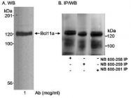 NB100-948 - Bcl-11A