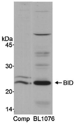 NB100-952 - BID