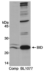 NB100-952 - BID