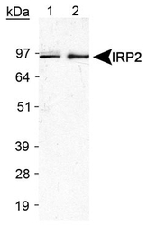 NB100-1798 - IREB2