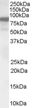 NB300-817 - VAV3
