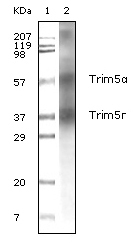 NB100-2192 - TRIM5 / RNF88
