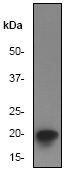 NB600-1077 - EIF5A1