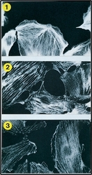 NB100-1908 - Tropomyosin-1 (TPM1)