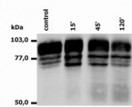 NB500-480 - CD18 / ITGB2