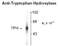 NB300-176 - Tryptophan 5-hydroxylase 1 (TPH1)