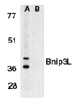 NB600-1155 - BNIP3L / BNIP3A