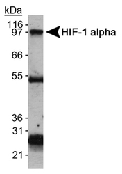 NB100-123 - HIF1A / HIF1 alpha