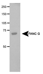 NB100-2566 - XRCC9 / FANCG
