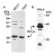 NB100-234 - RFC4 / RFC37