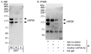 NB110-40543 - USP28