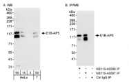 NB110-40587 - HNRNPUL1 / E1BAP5