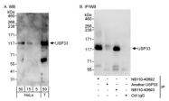 NB110-40693 - USP33 / VDU1