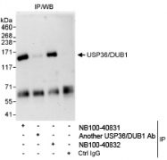 NB100-40831 - USP36