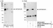 NB100-40832 - USP36