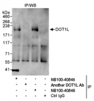 NB100-40846 - DOT1L