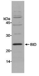 NB500-244 - BID