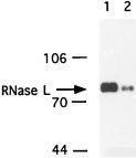 NB100-351 - RNASEL